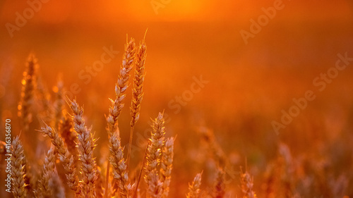 Spikelets of wheat in the field at sunset in bright red tones