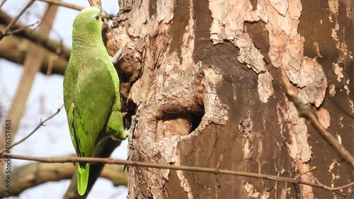 Gelbscheitelamazone (Amazona ochrocephala) in Wiesbaden im Schlosspark Biebrich