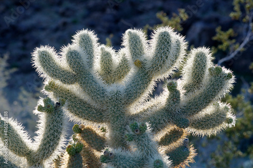 Teddy-bear Cholla, Cylindropuntia bigelovii, Joshua Tree National Park, California. photo