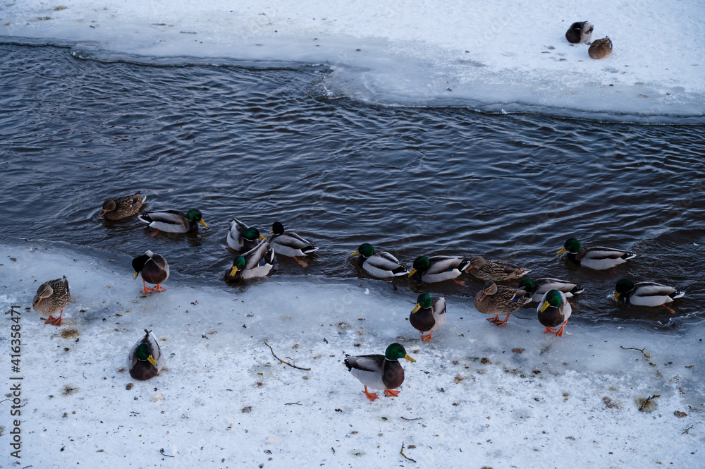 Fototapeta premium Floating ducks in a small unfrozen river. Cold winter weather. Ice and snow. Birds in city.