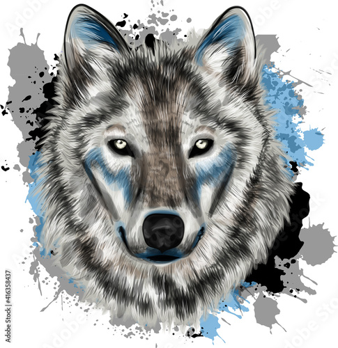 Realistic wolf vector portrait print