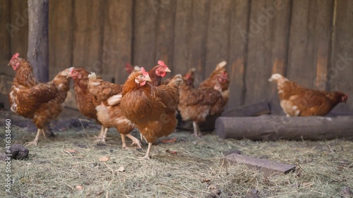 Chickens walking in the wild. Chickens are walking around the spring farm.