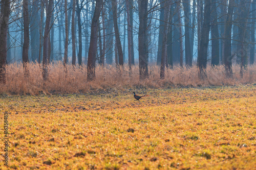 Fototapeta Naklejka Na Ścianę i Meble -  Meadow in the woods. A young colorful pheasant bird runs across the meadow.