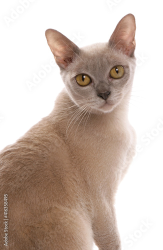 Fototapeta Naklejka Na Ścianę i Meble -  Lilac burmese cat