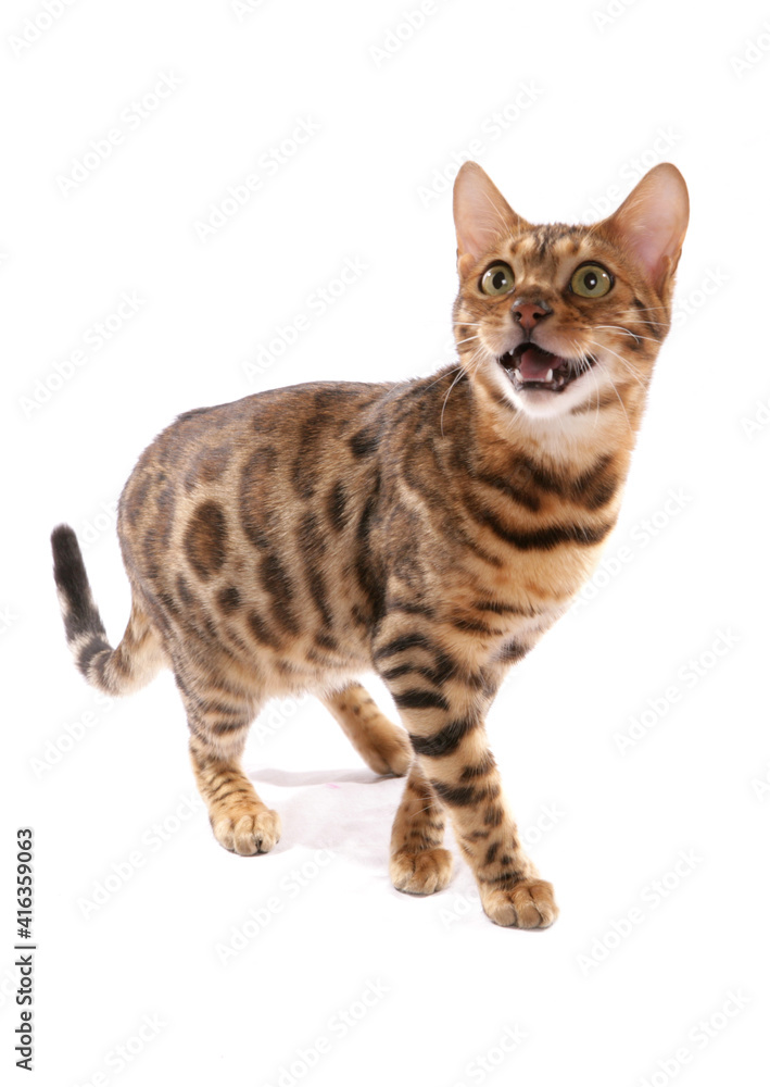 Rosetted Bengal Cat