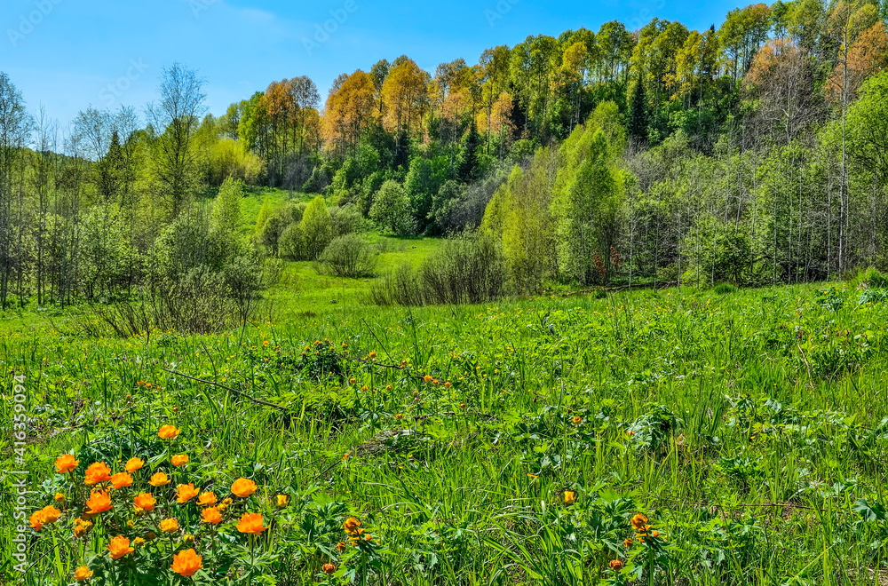 Bright orange wild flowers on the flowering spring meadow . Globe-flowers (Trollius asiaticus) on background of forest on hill with colorful young leaves. Beautiful spring rural landscape Bright orange wild flowers on the flowering spring meadow . Globe-flowers (Trollius asiaticus) on background of forest on hill with colorful young leaves. Beautiful spring rural landscape