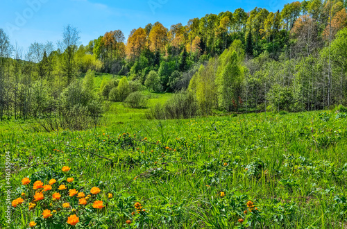 Fototapeta Naklejka Na Ścianę i Meble -  Bright orange wild flowers on the flowering spring meadow . Globe-flowers (Trollius asiaticus) on background of forest on hill with colorful young leaves. Beautiful spring rural landscape