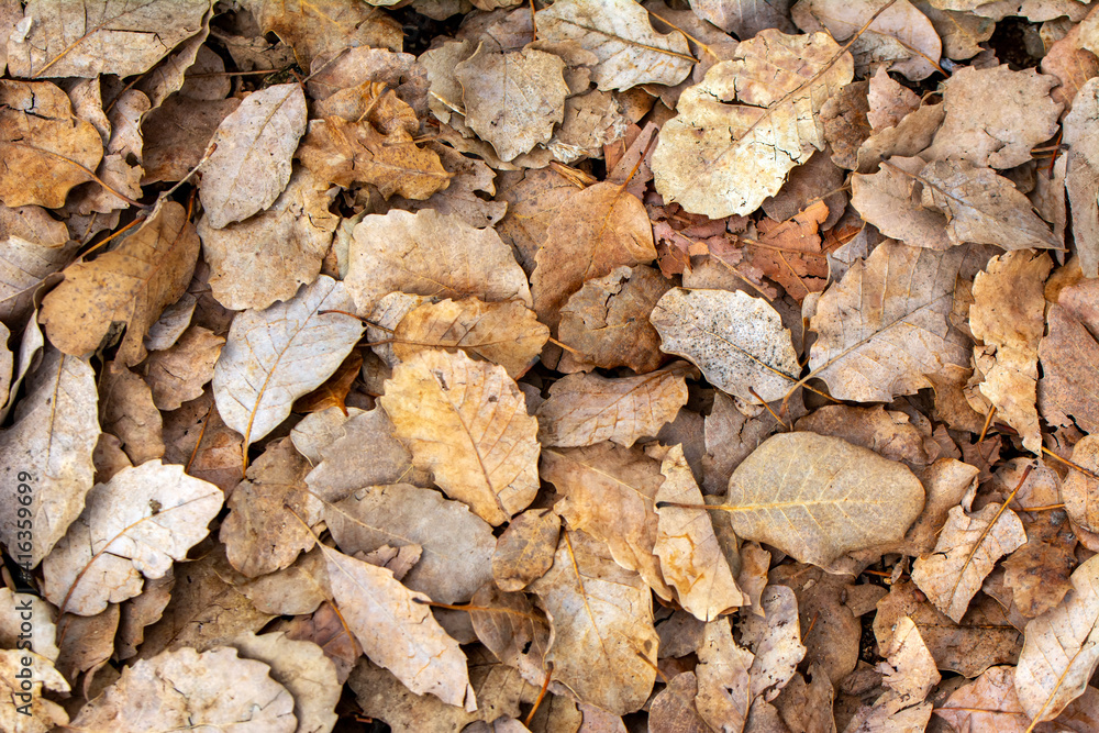 Autumn landscape. Frame dry leaf background. Autumn landscape. Frame dry leaf background.