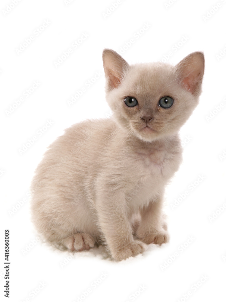 cream burmese kitten