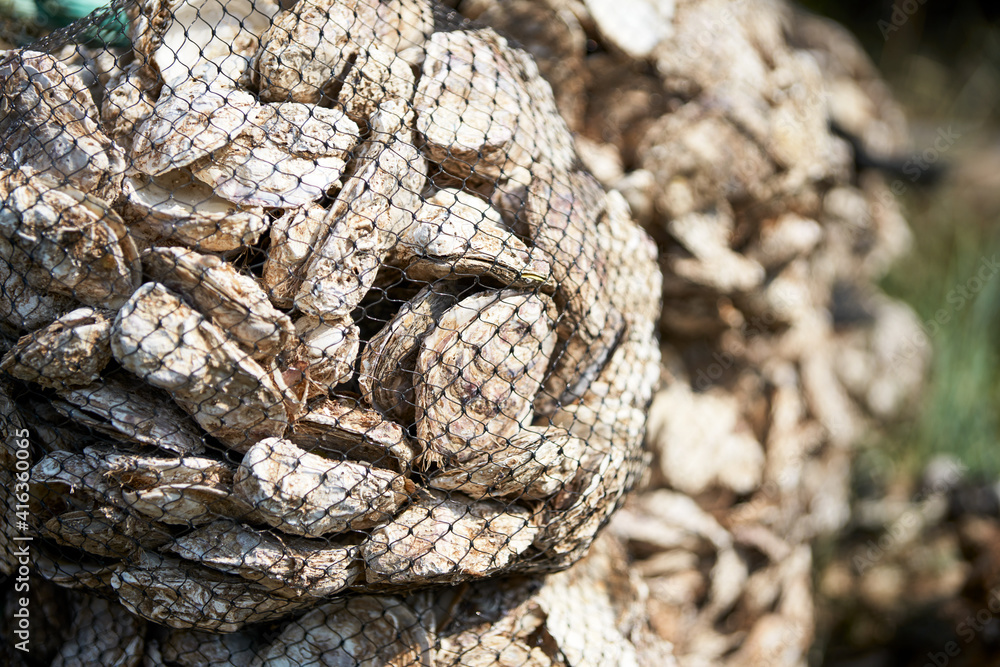 Oyster farm. Nylon packaging with lots of used oyster shells. Selective focus. Oyster farm. Nylon packaging with lots of used oyster shells. Selective focus.