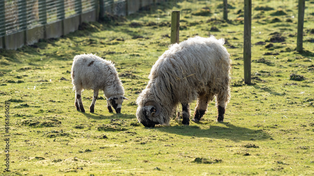 Obraz premium sheep and lambs