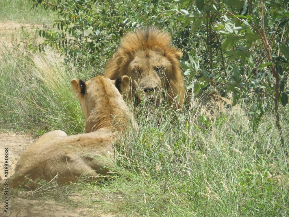 Fototapeta premium Lions at the Kruger Park, Mpumalanga, South Africa.