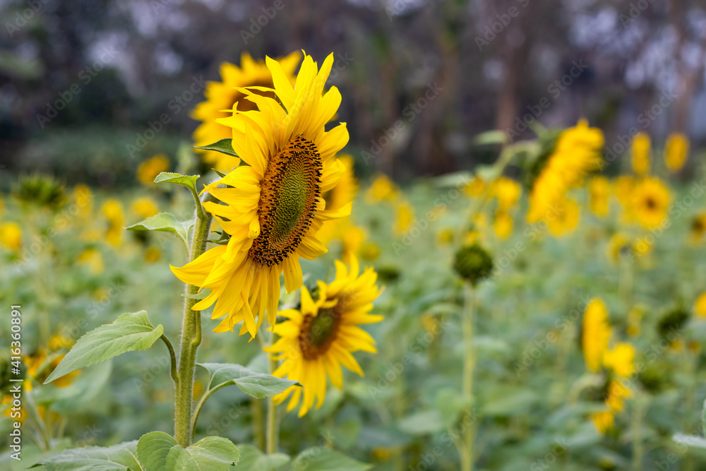 Fototapeta premium Bloomed colorful sunflowers in a field close up background