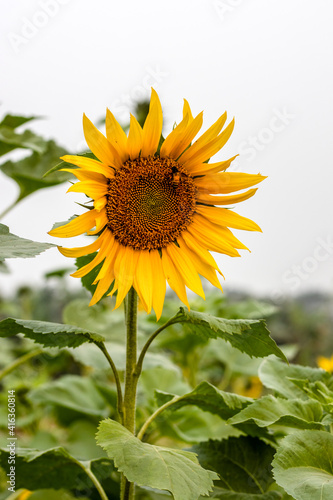 Beautiful sunflower with green leaves in the garden