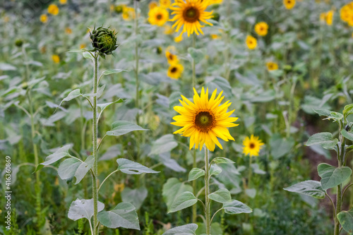 Beautiful sunflowers garden close up background