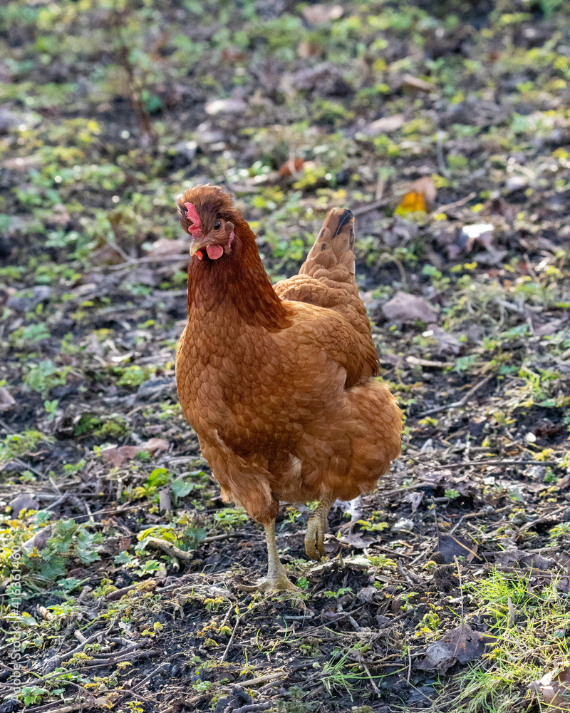 Fototapeta premium Beautifull brown hen chicken on a farm walking 