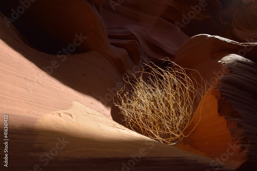 Tumbleweed wedged in a sandstone slot, Lower Antelope Canyon, Hasdestwazi, LeChee Chapter, Navajo Nation, Arizona photo