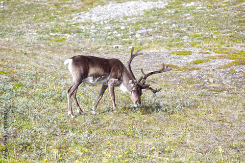 Fototapeta Naklejka Na Ścianę i Meble -  a reindeer grazing grass somewhere in Scandinavia