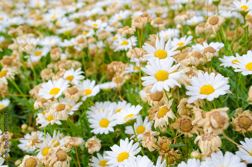 Flower Field
