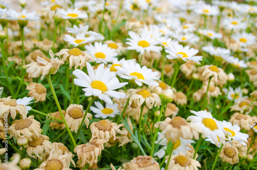 Flower Field
