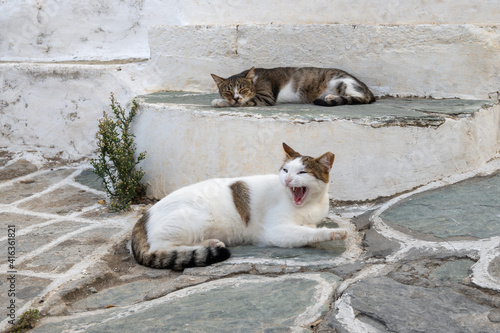 Yawning cat on street in Chora town on Folegandros island, Cyclades islands, Greece © vivoo