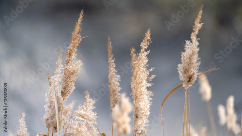 white grass in the wind
