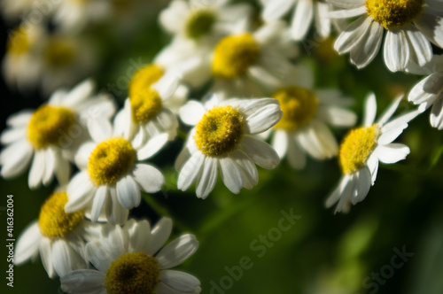 Blooming camomile  beautiful nature scene  summer background  selective focus