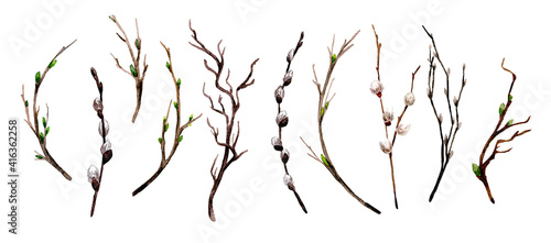 Spring branches with buds and tiny pussies set,
