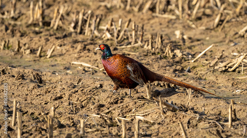 Pheasant walking on a field of corn