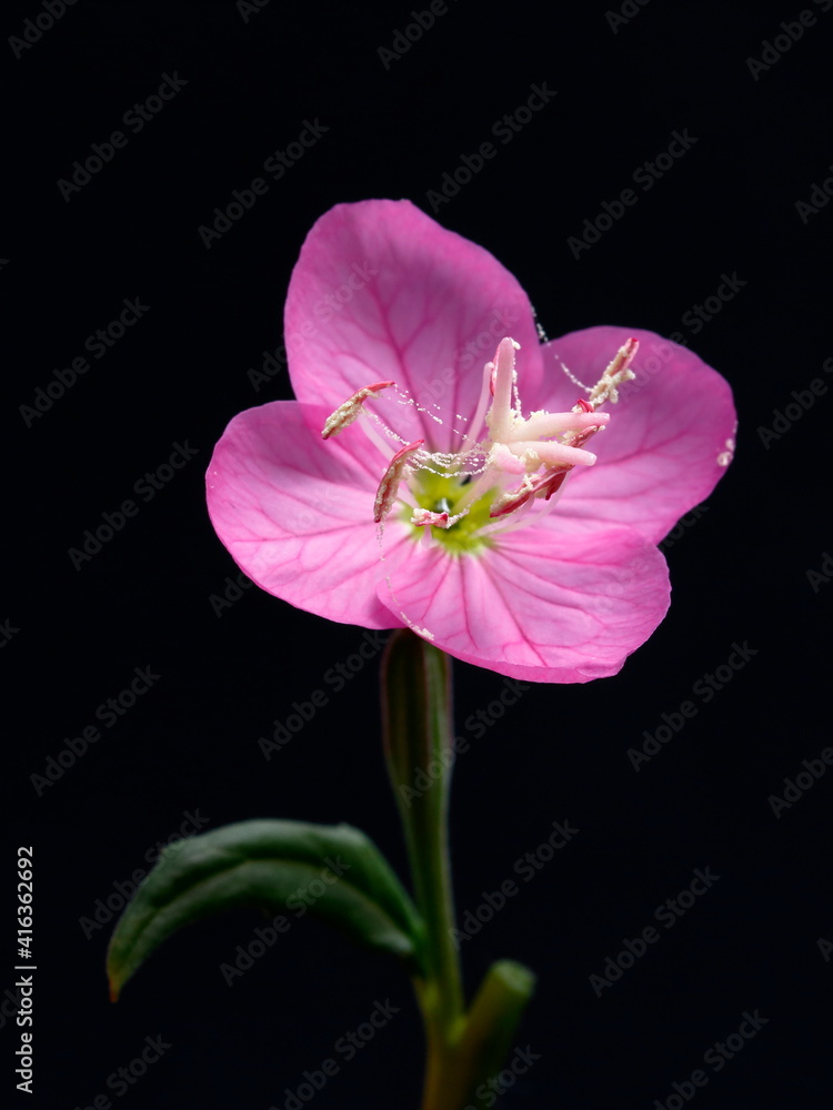 Fototapeta premium pink flower with black background