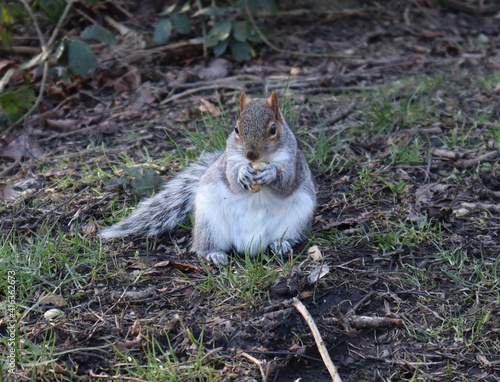Squirrel eating nut in the park.