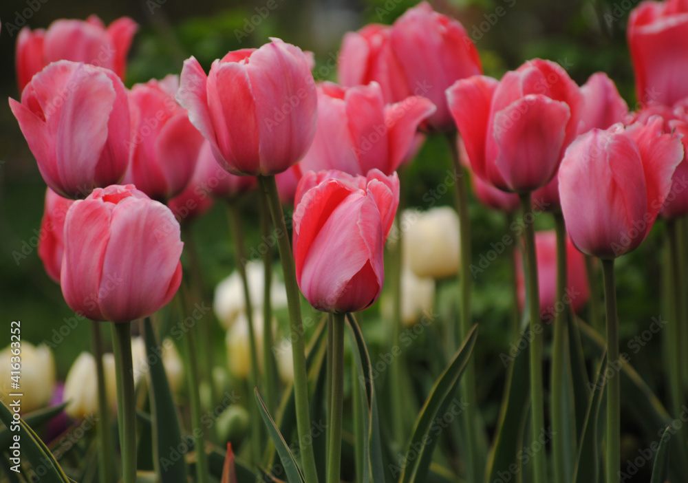 Goblet flowers of a delicate pink tulip of the Design Impression variety with a high stem Goblet flowers of a delicate pink tulip of the Design Impression variety with a high stem