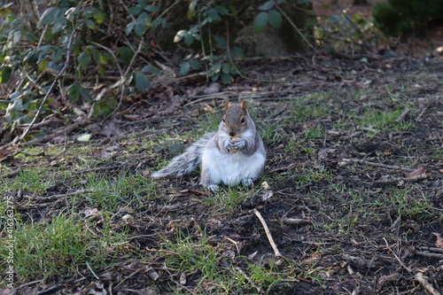 Squirrel eating nut in the park.