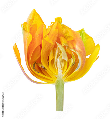 Tulip isolated on white background photo