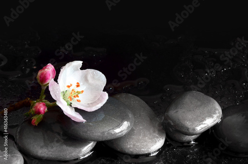 Spa stones and pink flowers on black background with water.