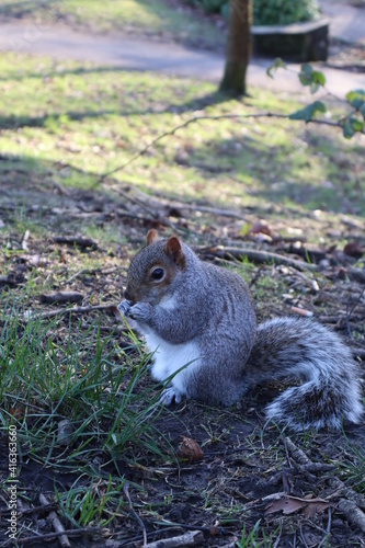 Squirrel eating nut in the park.