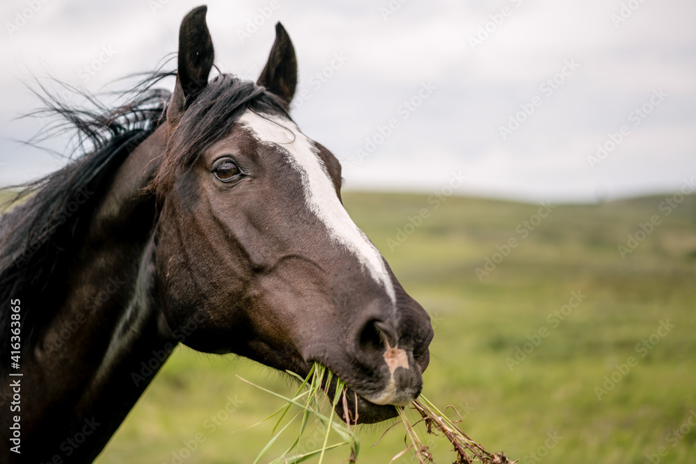 Fototapeta premium horse in the field