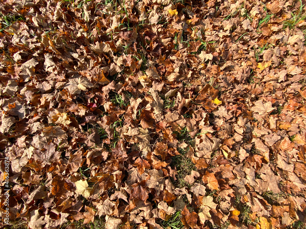 autumn fall leaves on the ground in natural sunlight showing brown red yellow and golden colors