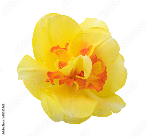 Narcissus isolated on white background photo