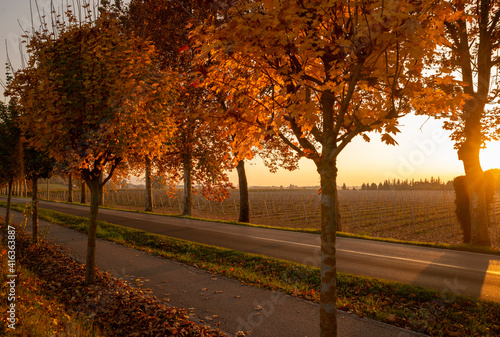 Suggestive road of plane trees in autumn at sunset, yellow, orange, red colors, detail of the road and rows of vines near Brendola in the province of Vicenza in Veneto Italy. photo