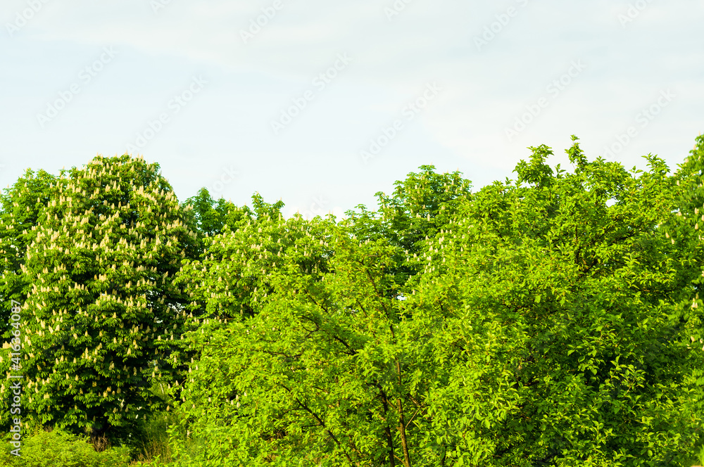 Spring landscape - bright green trees with young foliage on a bright warm sunny day in early spring. Spring landscape - bright green trees with young foliage on a bright warm sunny day in early spring.