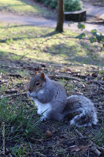 Squirrel eating a nut in the park.