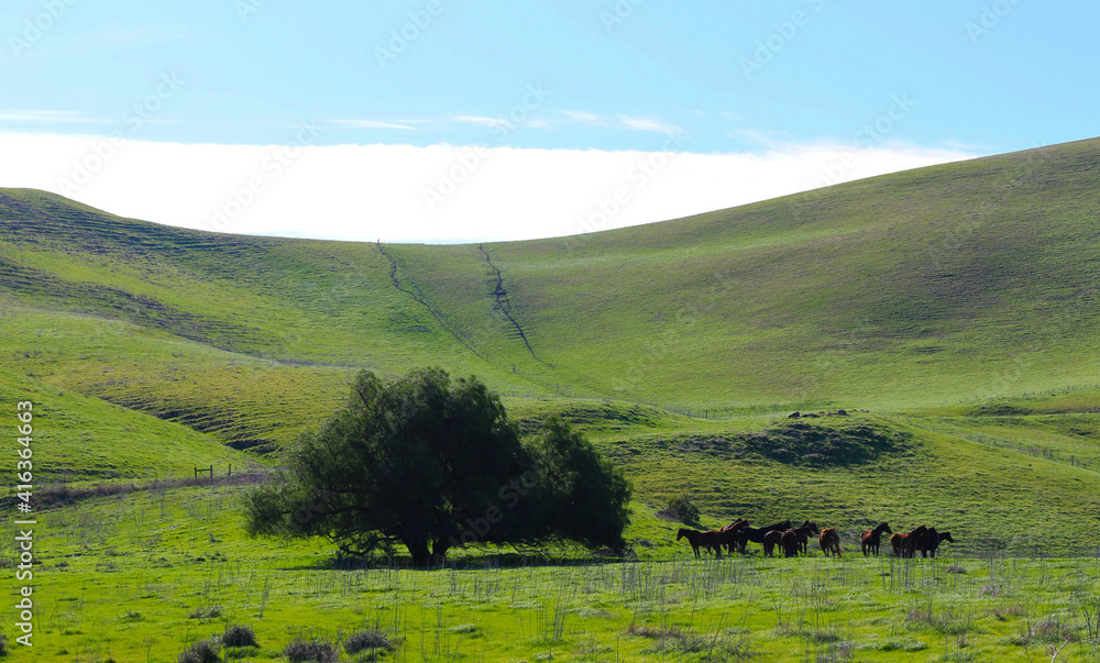 grassy hills and pasture with herd of ranch horses grazing in the midday sunshine