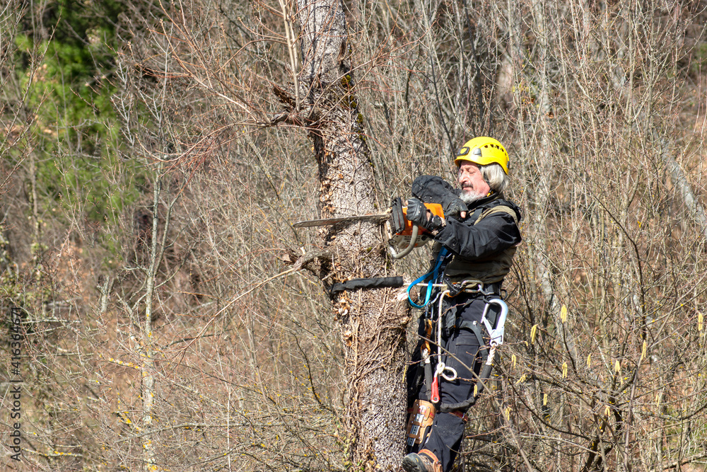 Sati Özdemir is cutting trees with a gasoline chainsaw