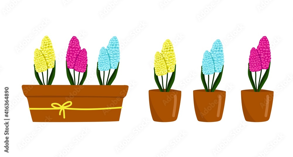 Set of yellow,blue and Purple-pink Hyacinthus in a pot, beautiful spring flowers in a brown pot, a gift for Women's Day, vector illustration in cartoon style, flat, hand draw.