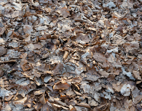 Herbstlaub Blätter liegen im Wald als Hintergrund Fotografiert