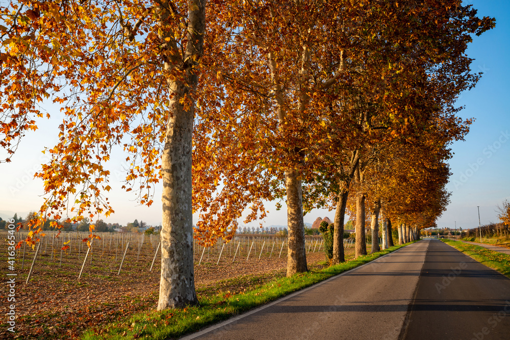 Suggestive street of plane trees in autumn, yellow, orange, red colors, detail of the road and rows of vines near Brendola in the province of Vicenza in Veneto Italy.