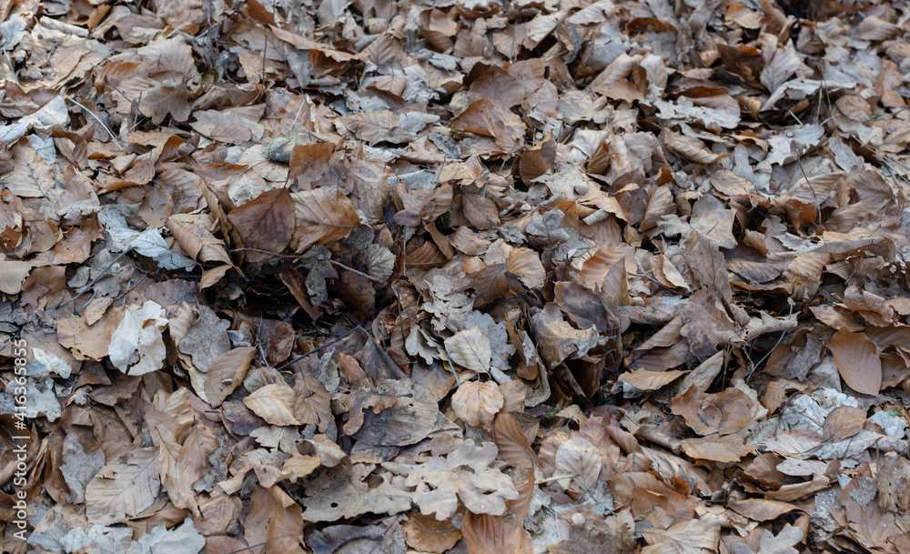 Herbstlaub Blätter liegen im Wald als Hintergrund Fotografiert Herbstlaub Blätter liegen im Wald als Hintergrund Fotografiert