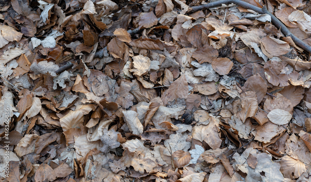 Herbstlaub Blätter liegen im Wald als Hintergrund Fotografiert Herbstlaub Blätter liegen im Wald als Hintergrund Fotografiert
