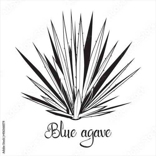 Tequila agave black silhouette. Vector illustration isolated on white background. Blue agave succulent plant stencil